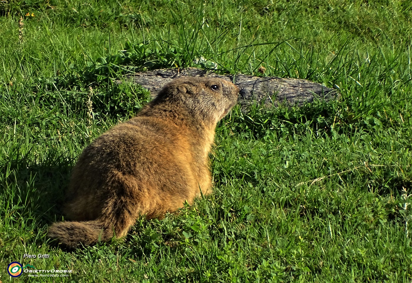 14 Bella marmotta allo zoom.JPG